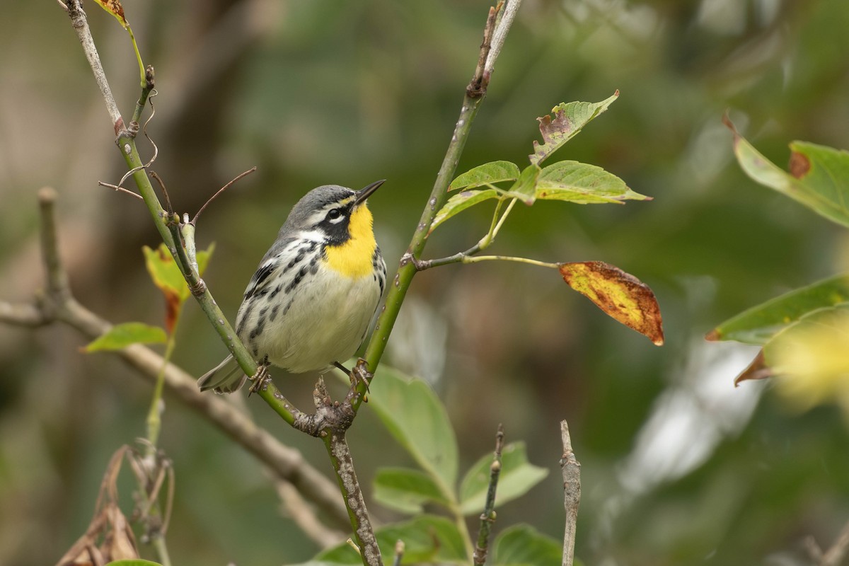 Goldkehl-Waldsänger - ML645264980