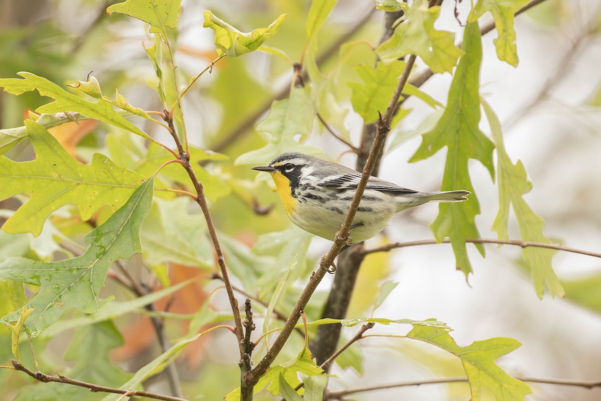 Goldkehl-Waldsänger - ML645264981