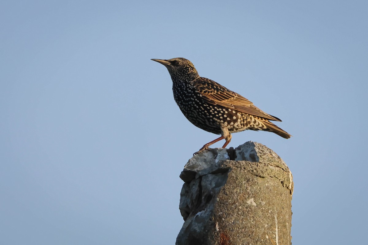 歐洲椋鳥 - ML645264986