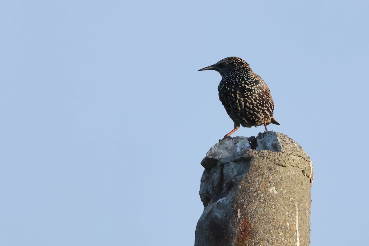 歐洲椋鳥 - ML645264988