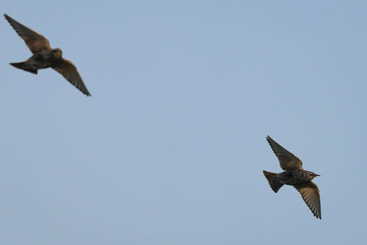 歐洲椋鳥 - ML645264991