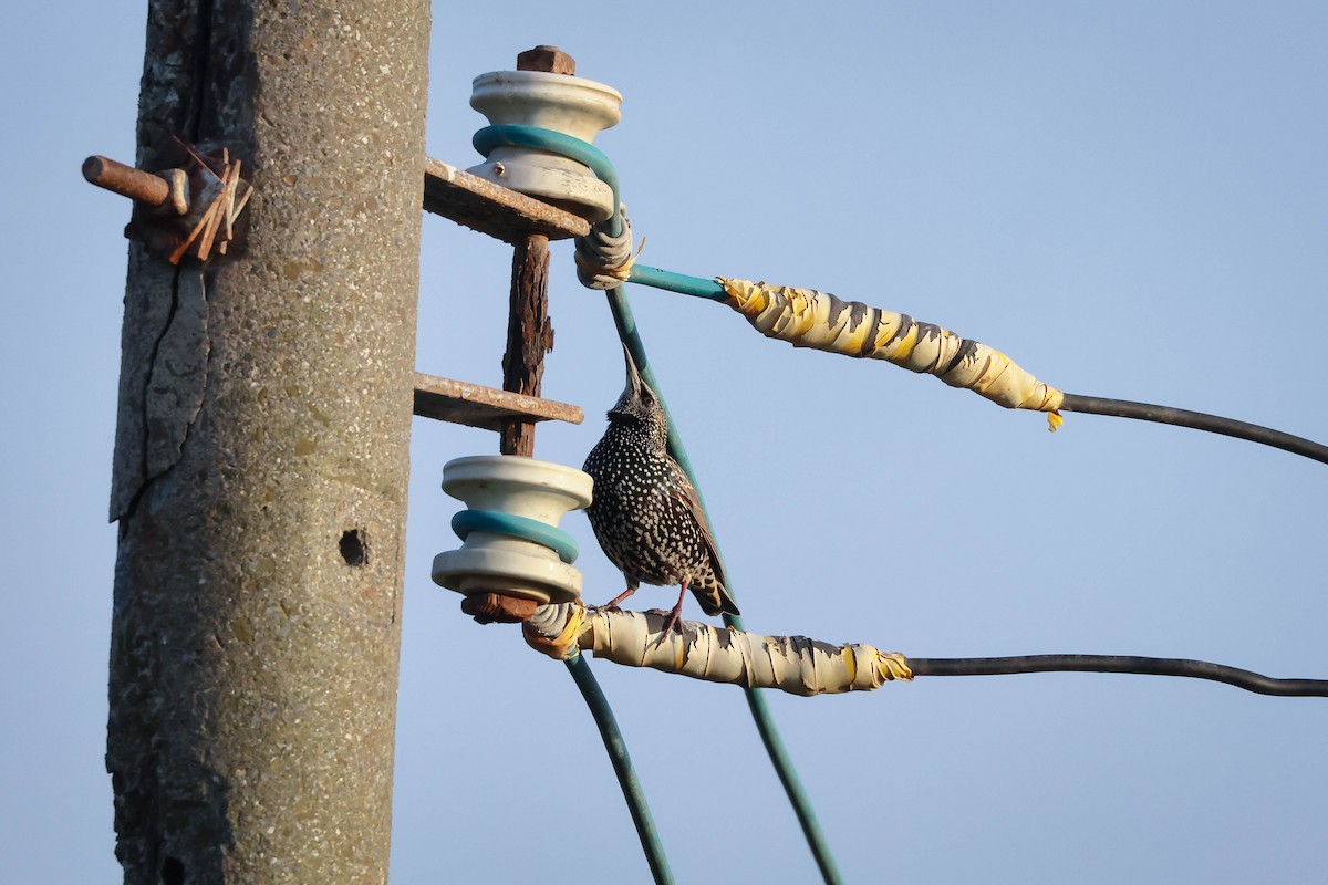 歐洲椋鳥 - ML645264992