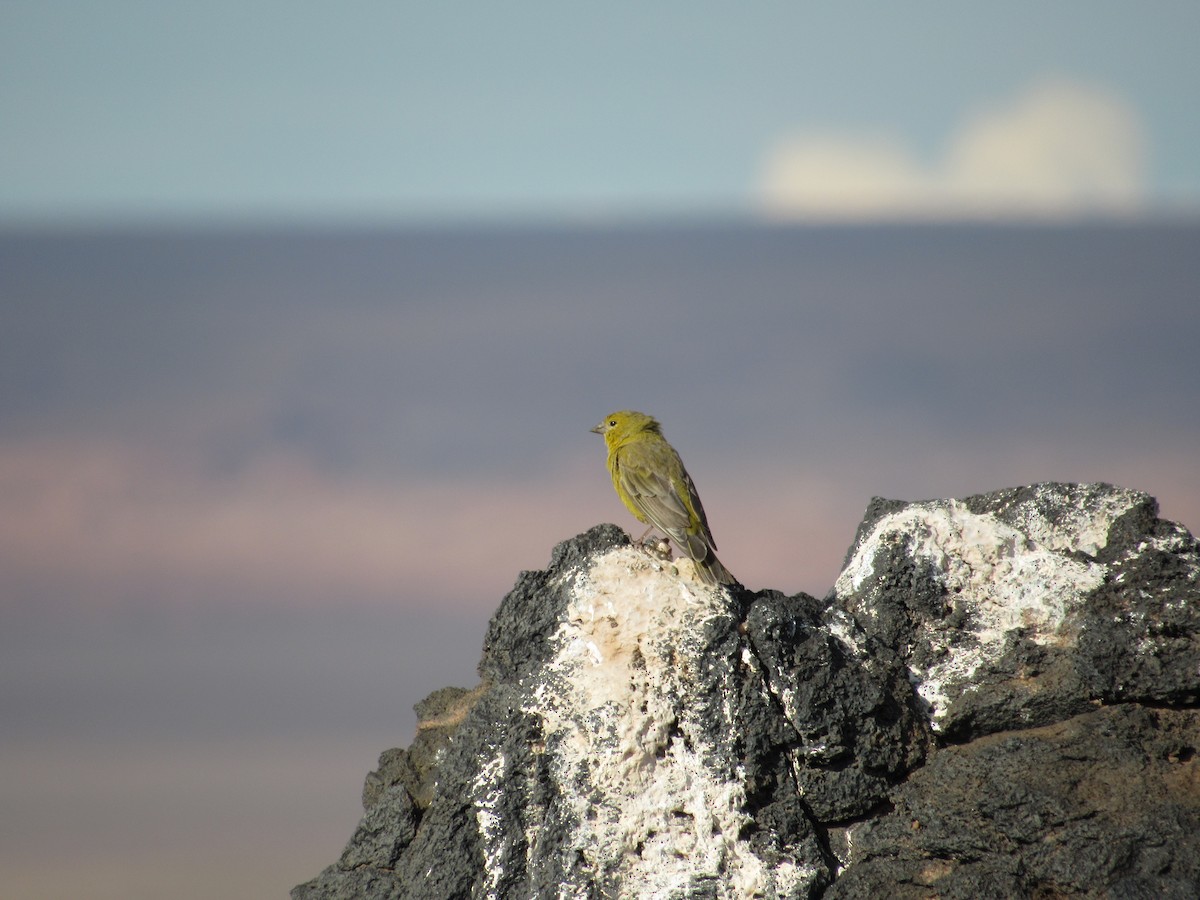 Greenish Yellow-Finch - ML645264994