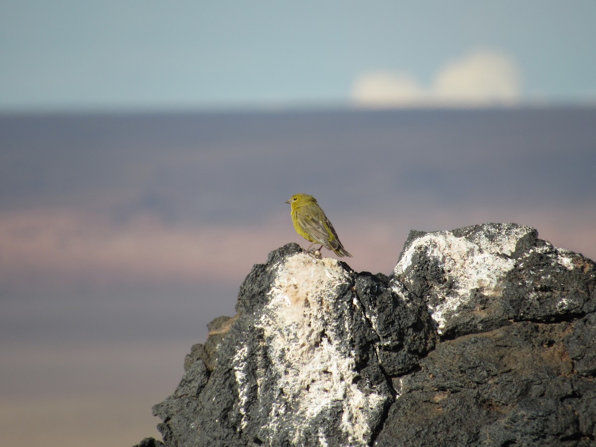 Greenish Yellow-Finch - ML645264995