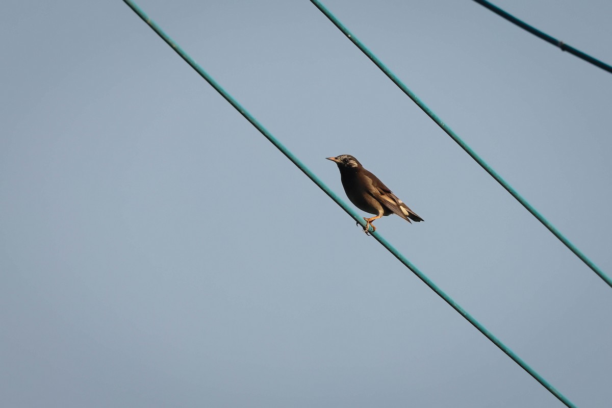 灰椋鳥 - ML645264998