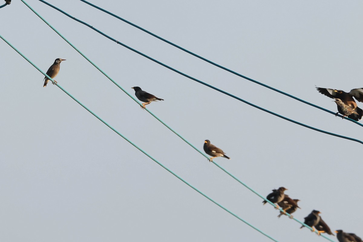 灰椋鳥 - ML645264999