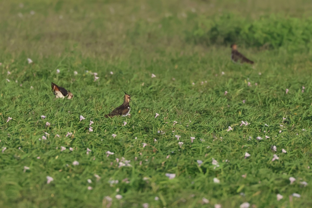 小辮鴴 - ML645265009