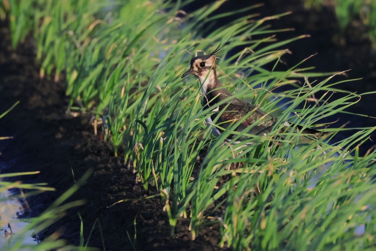 小辮鴴 - ML645265010