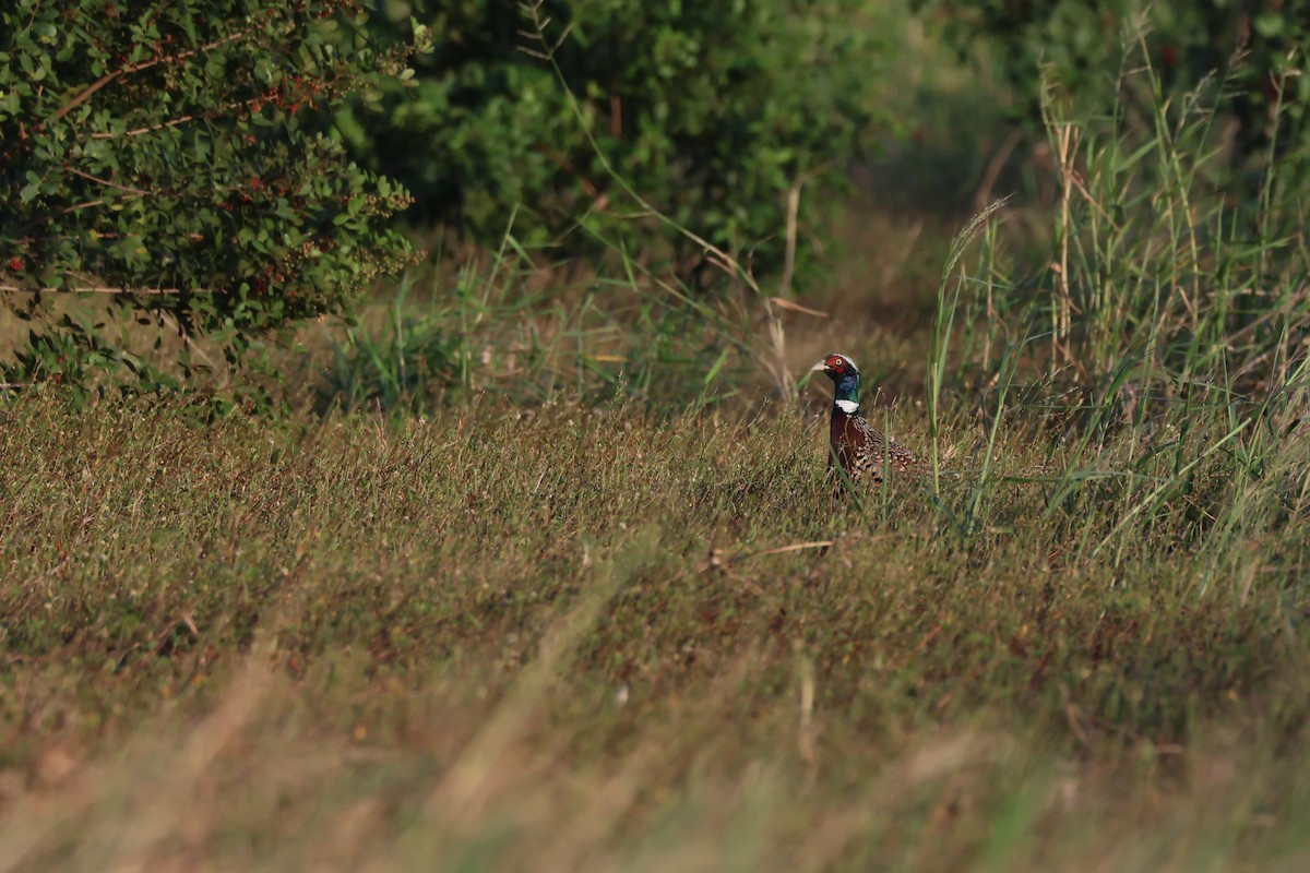 環頸雉 - ML645265012