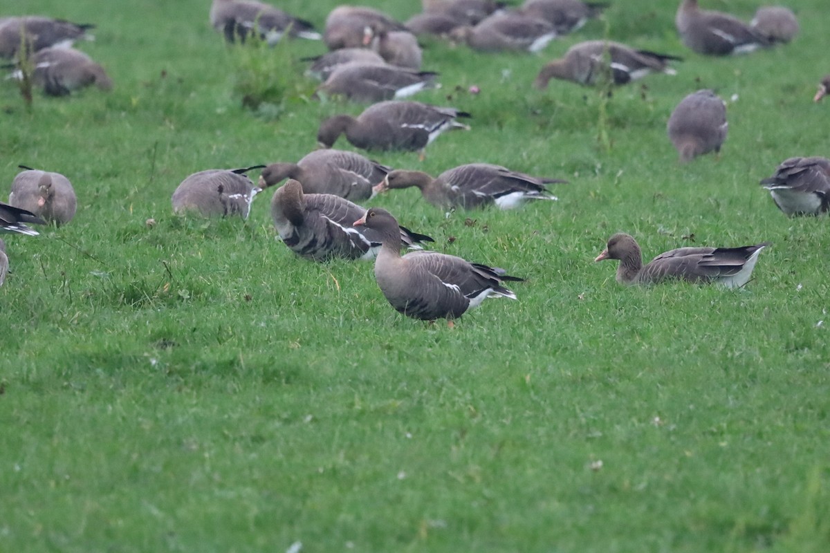 אווז קטן - ML645265018