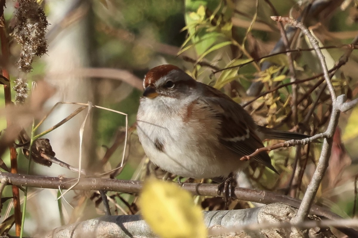 Пасовник північний - ML645265022