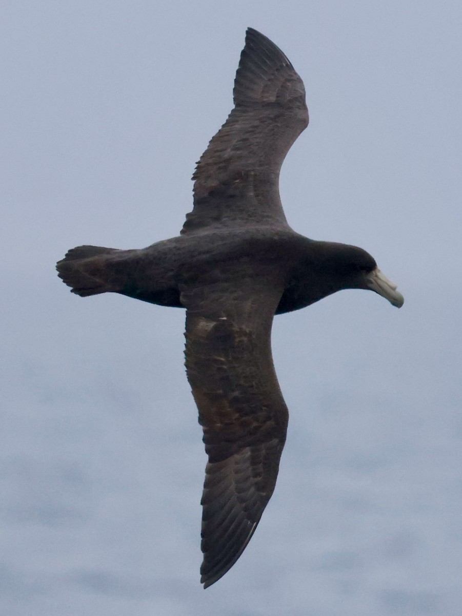 Southern Giant-Petrel - ML645265026