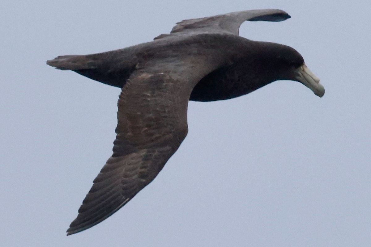 Southern Giant-Petrel - ML645265027