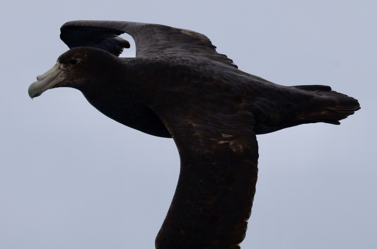 Southern Giant-Petrel - ML645265028