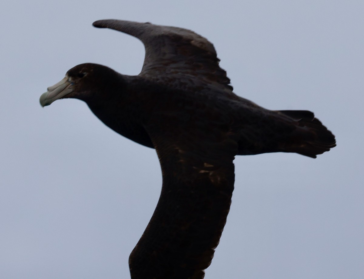 Southern Giant-Petrel - ML645265029