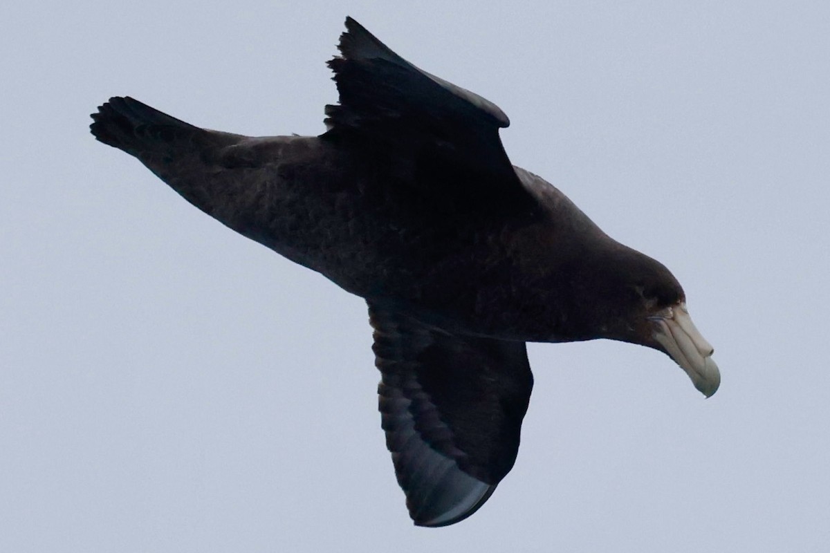 Southern Giant-Petrel - ML645265030
