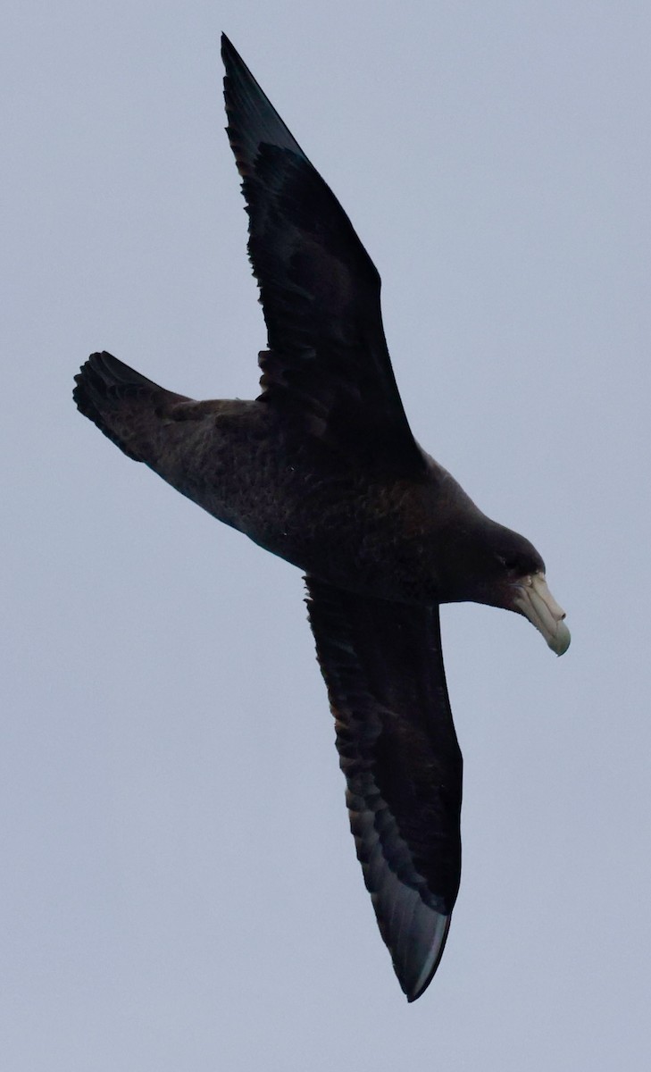 Southern Giant-Petrel - ML645265031