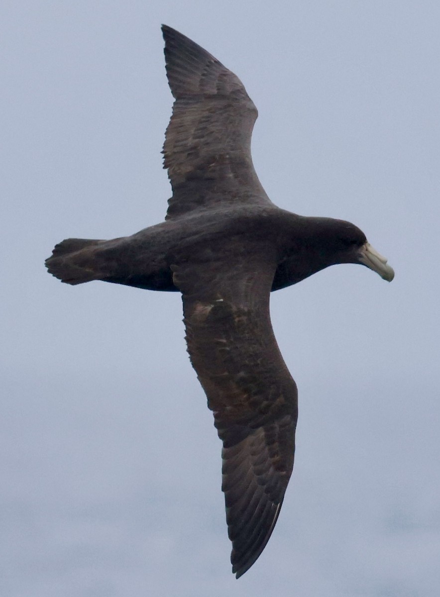 Southern Giant-Petrel - ML645265032