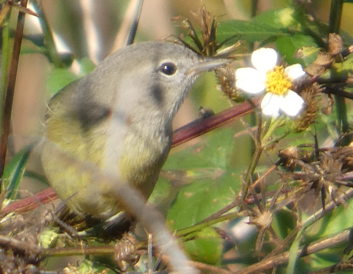 Reinita Coroninaranja - ML645265039