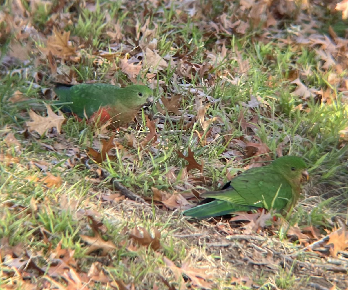 Australian King-Parrot - ML645265043