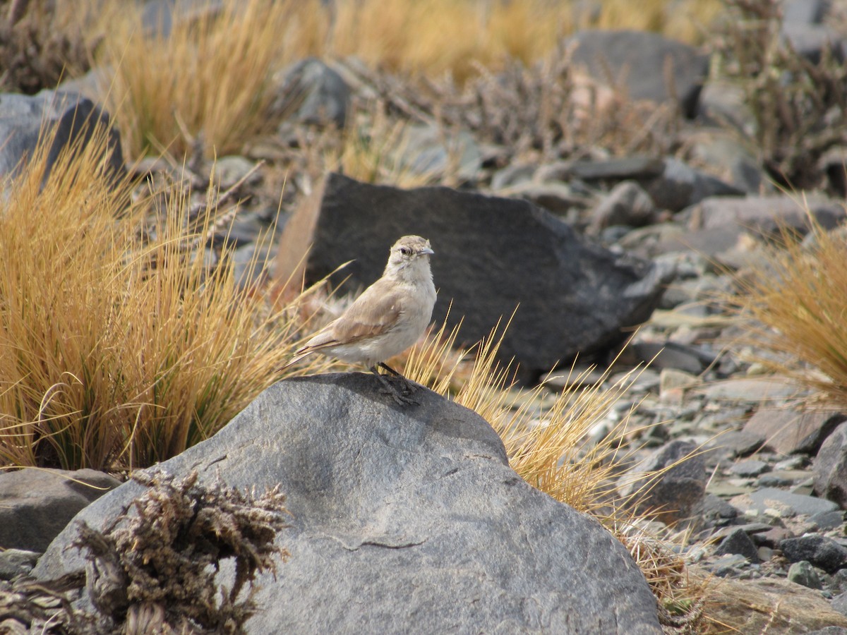 Puna Miner - ML645265049