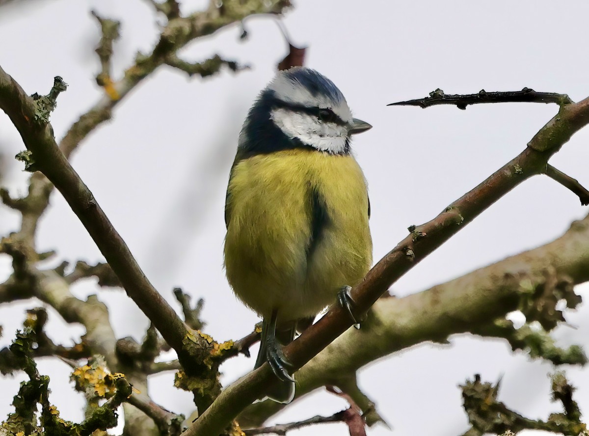 Eurasian Blue Tit - ML645265051