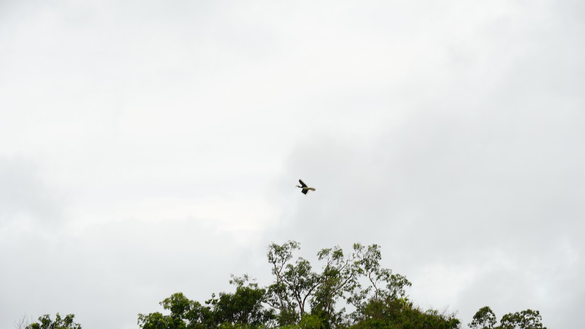 Oriental Pied-Hornbill - ML645265052