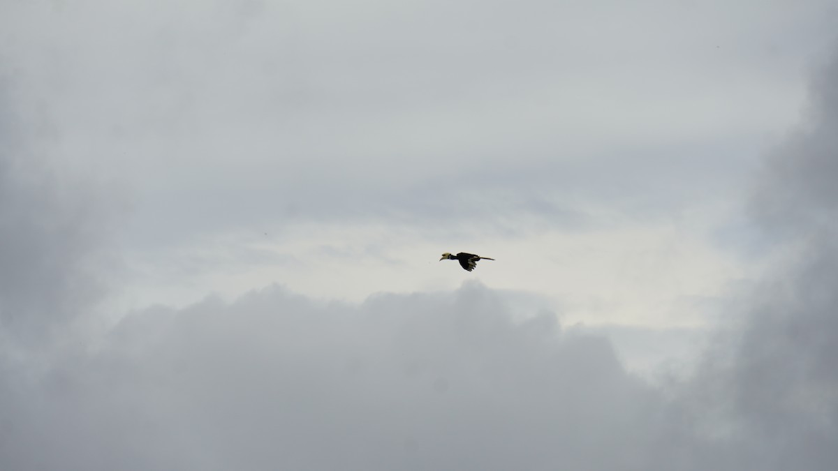 Oriental Pied-Hornbill - ML645265054