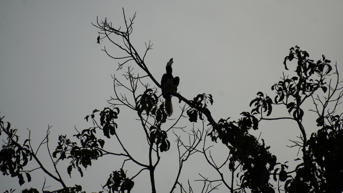 Oriental Pied-Hornbill - ML645265058