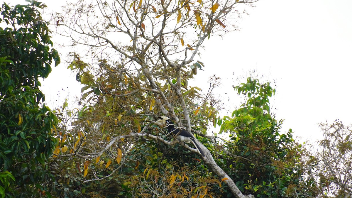 Oriental Pied-Hornbill - ML645265061