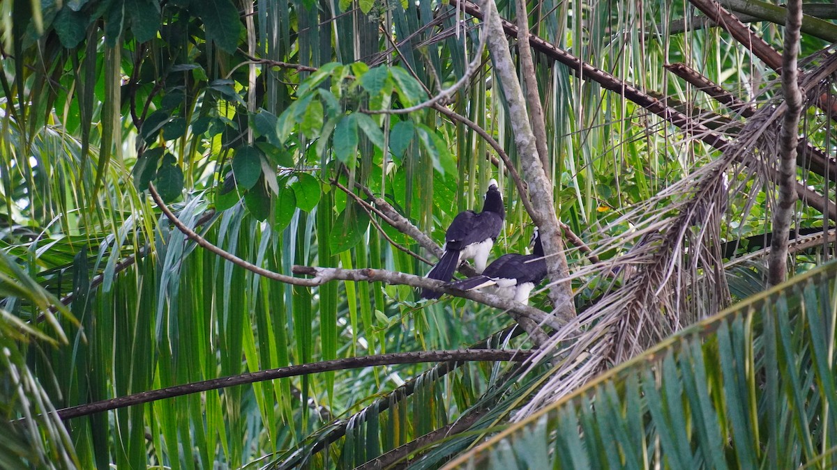 Oriental Pied-Hornbill - ML645265062
