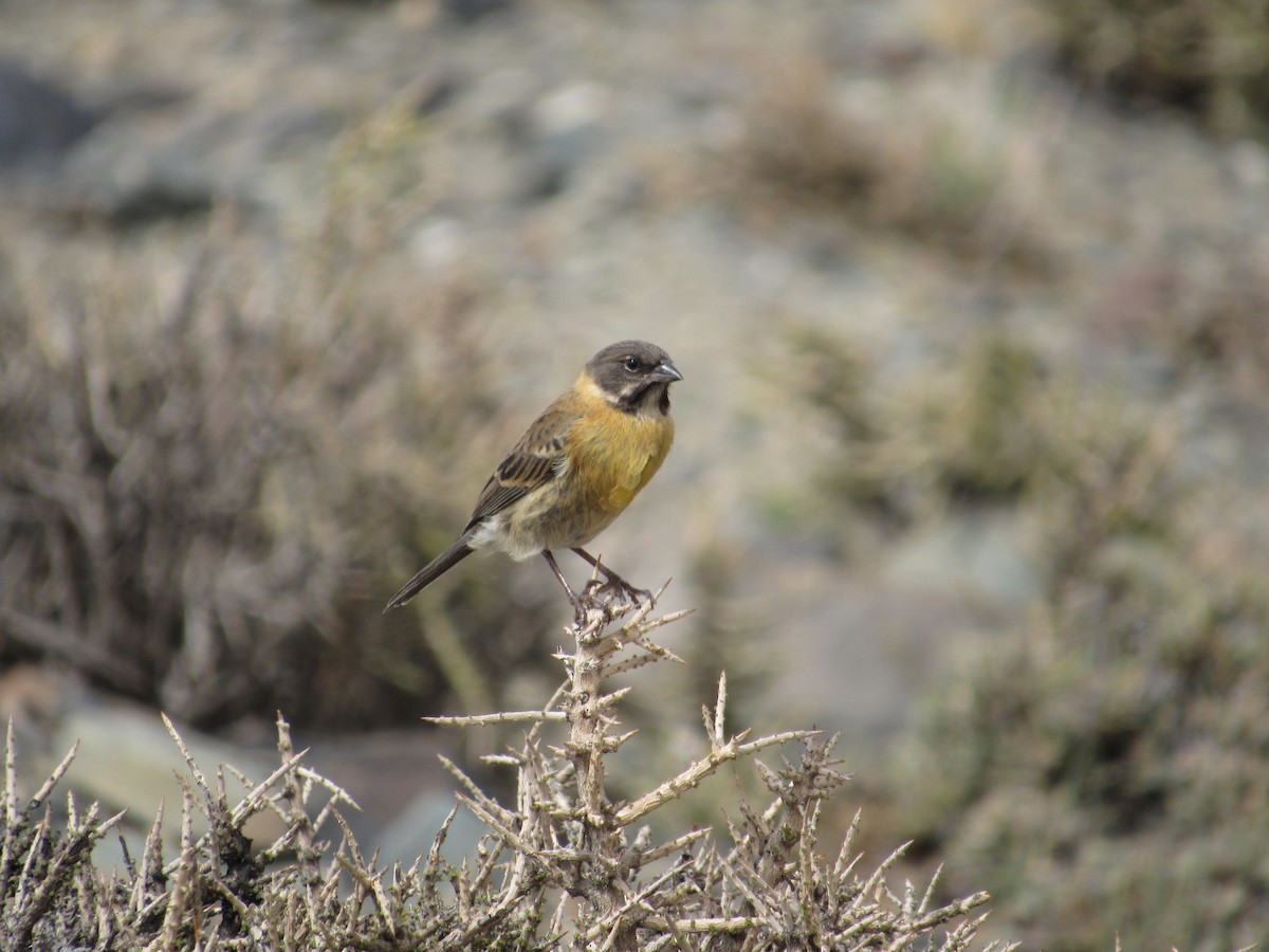 Gray-hooded Sierra Finch - ML645265066