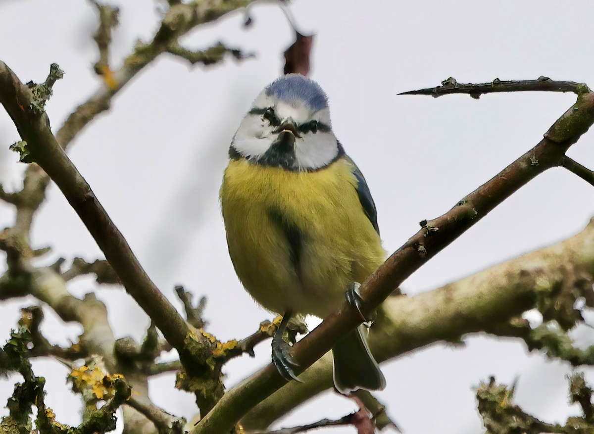 Eurasian Blue Tit - ML645265067