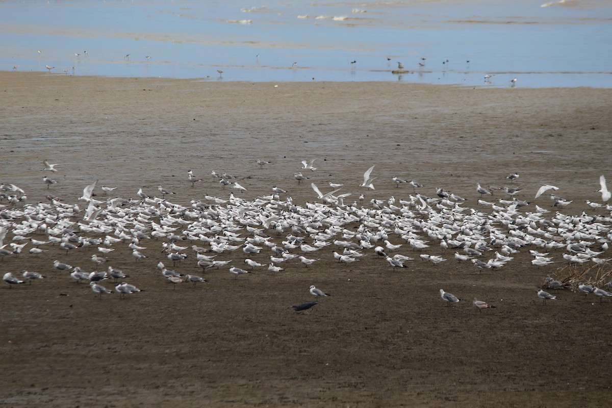 Sandwich Tern - ML645265069