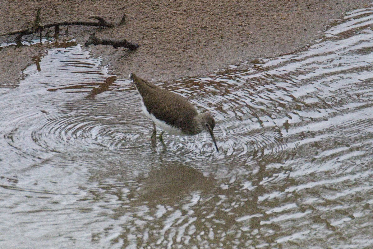 Green Sandpiper - ML645265070
