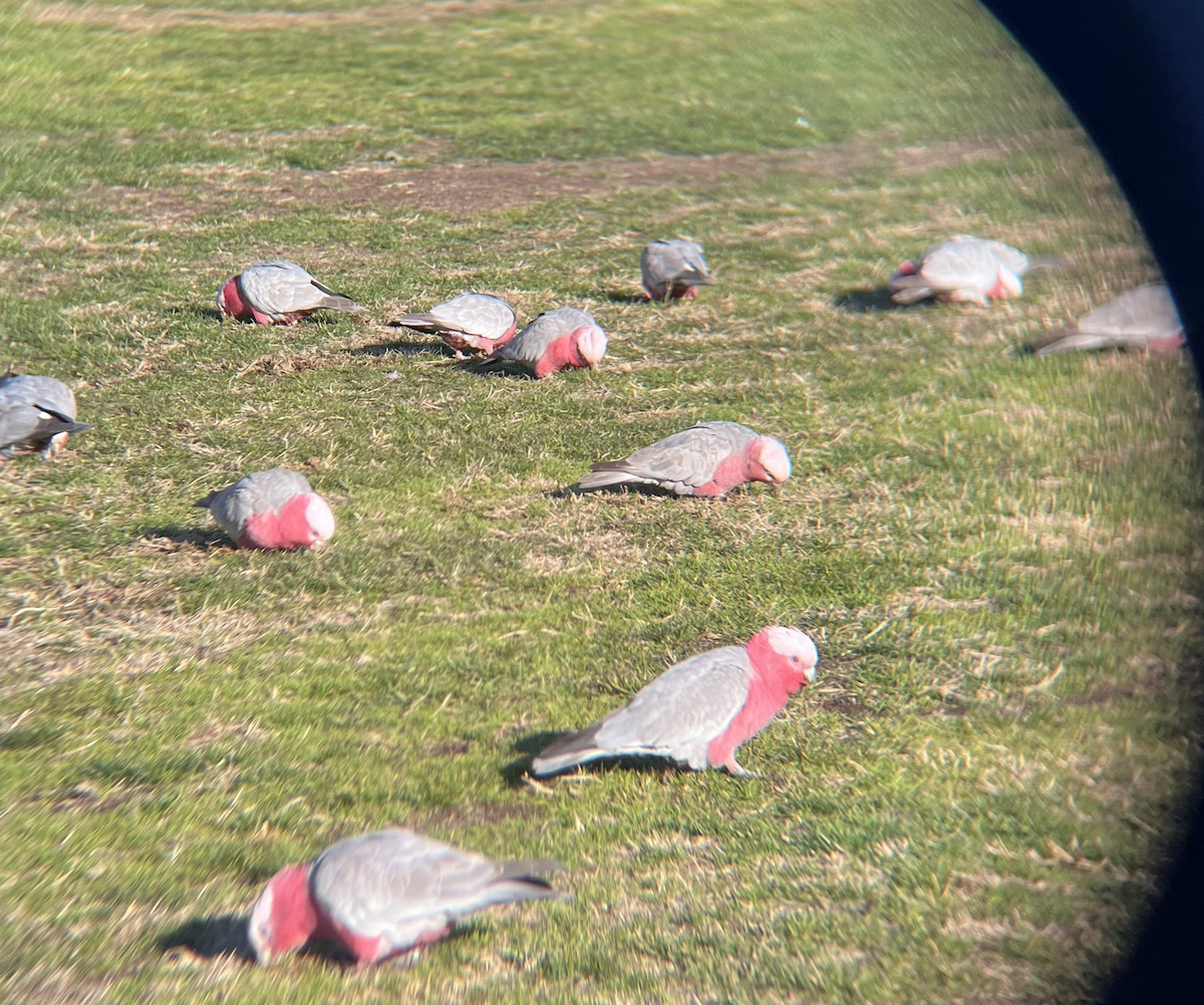 Galah - ML645265073