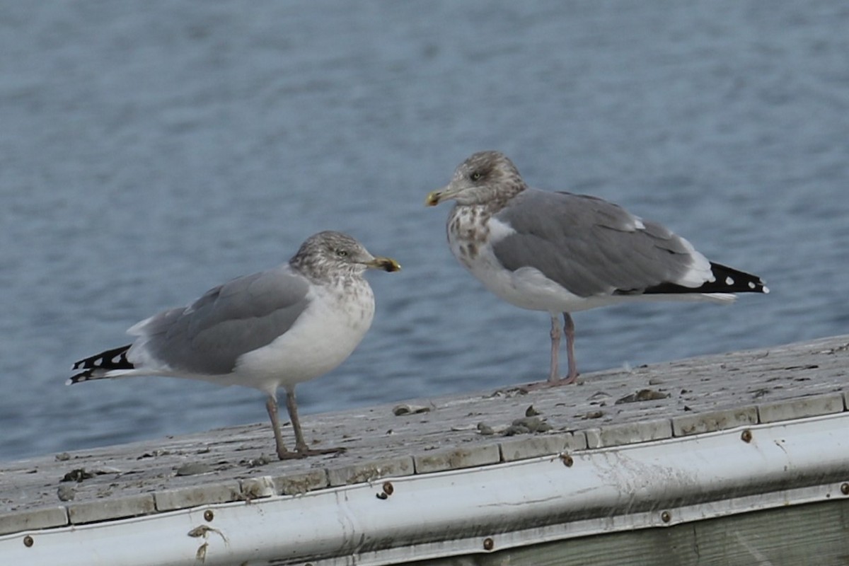 American Herring Gull - ML645265074