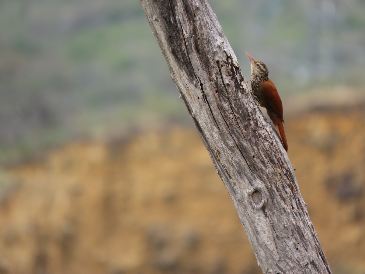 Straight-billed Woodcreeper - ML645265078