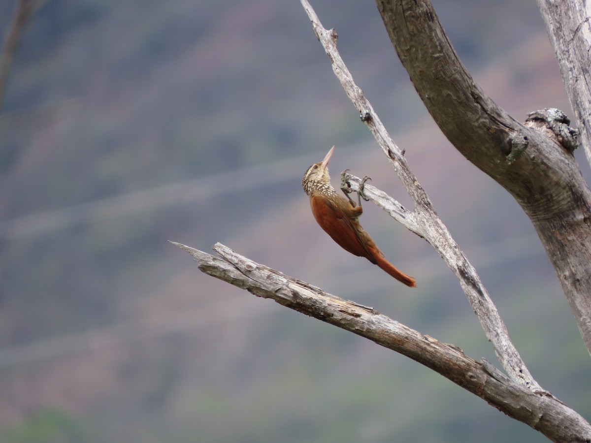 Straight-billed Woodcreeper - ML645265079