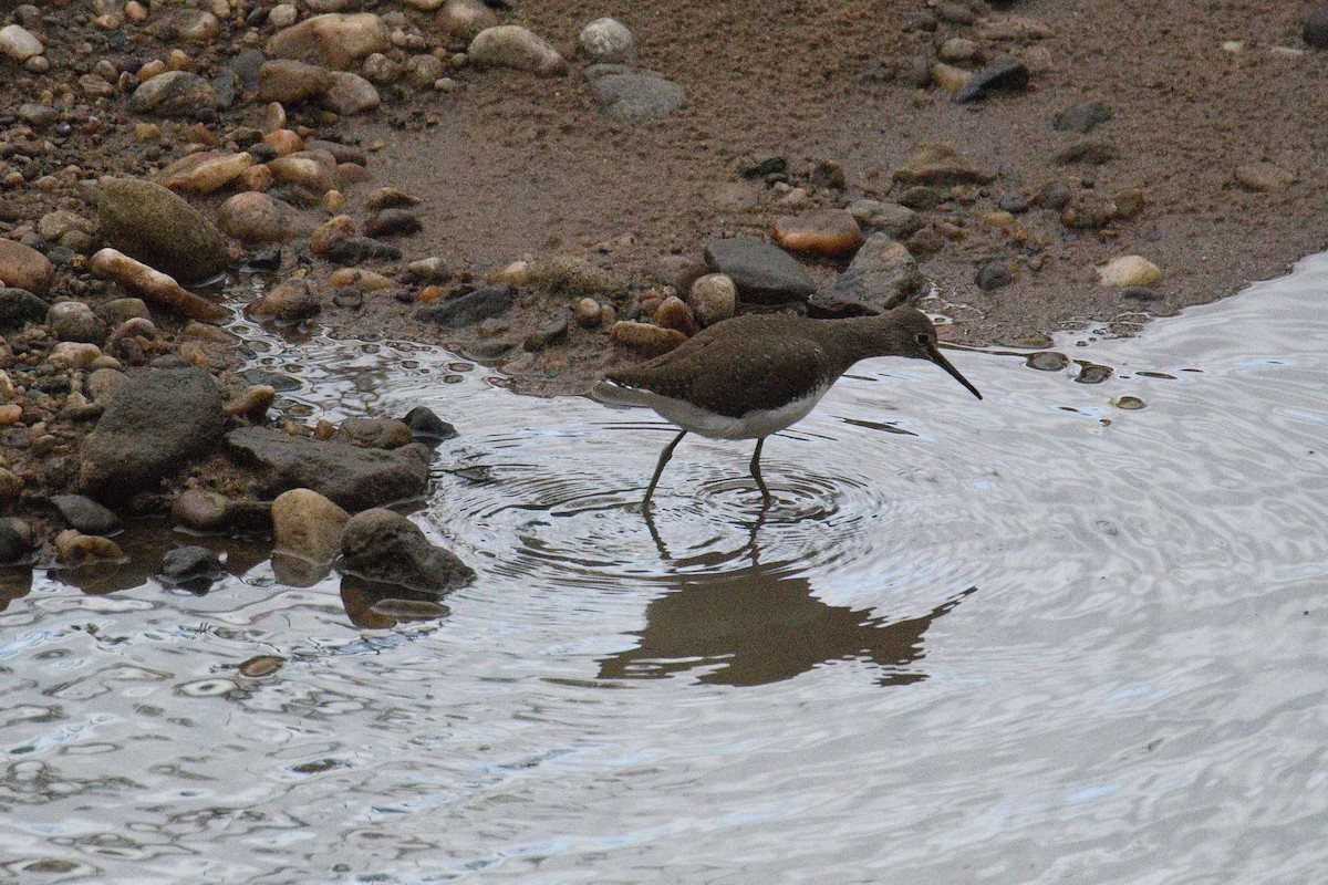 Green Sandpiper - ML645265081