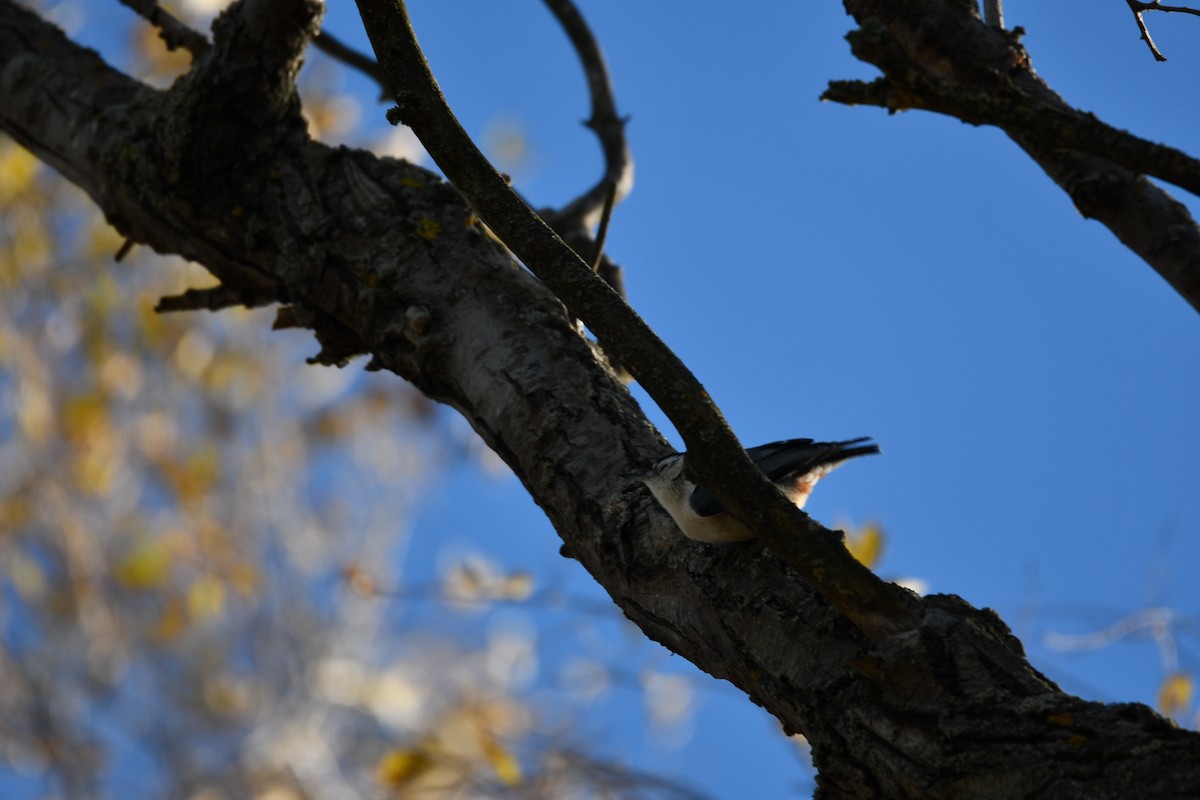 White-breasted Nuthatch - ML645265083