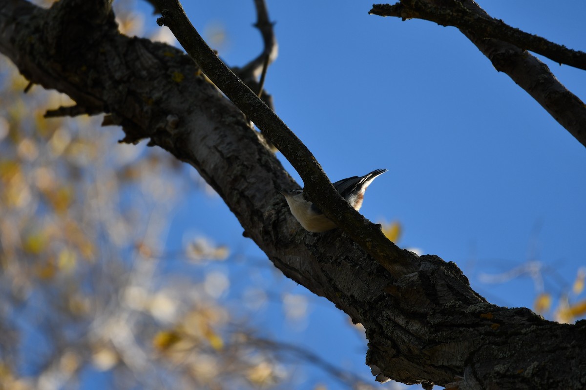 White-breasted Nuthatch - ML645265084