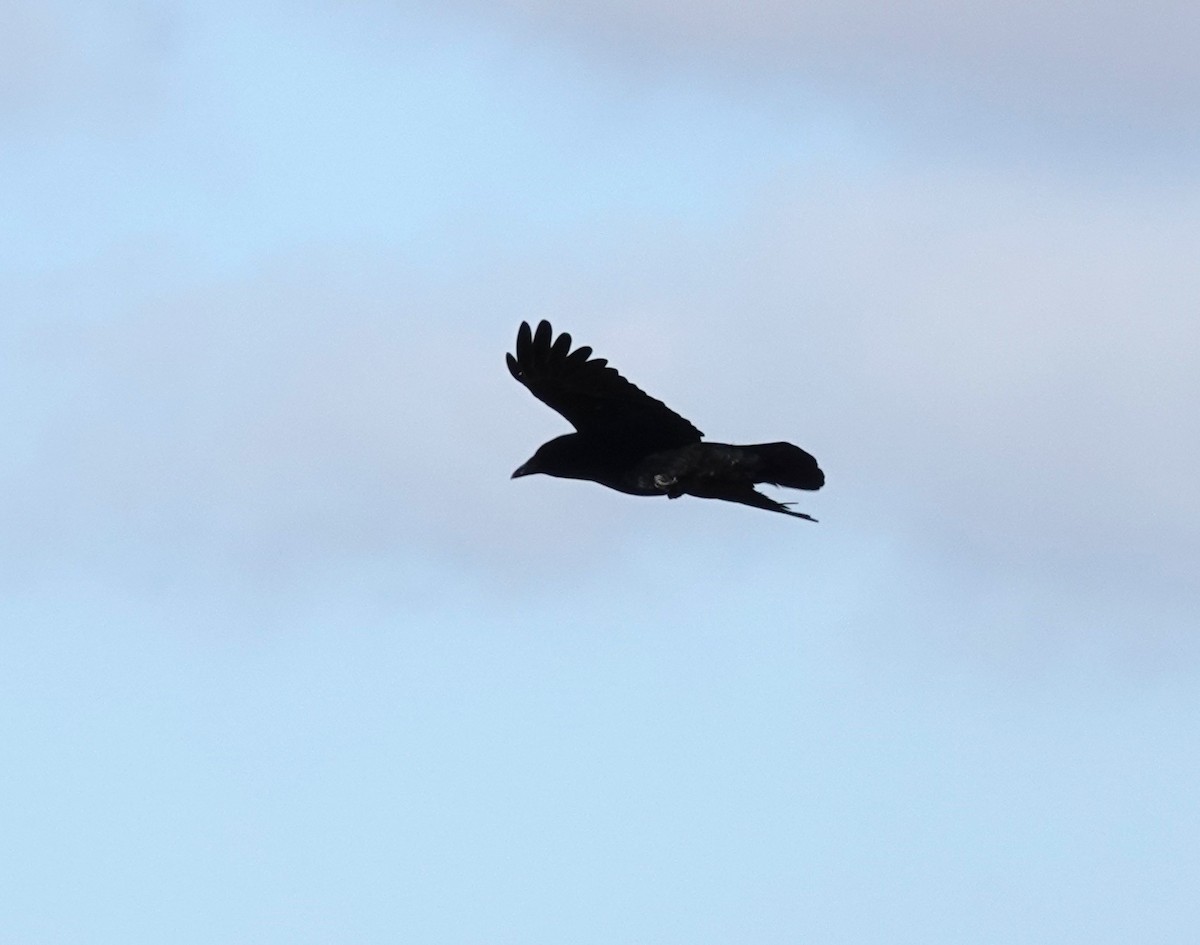 Carrion Crow - ML645265085