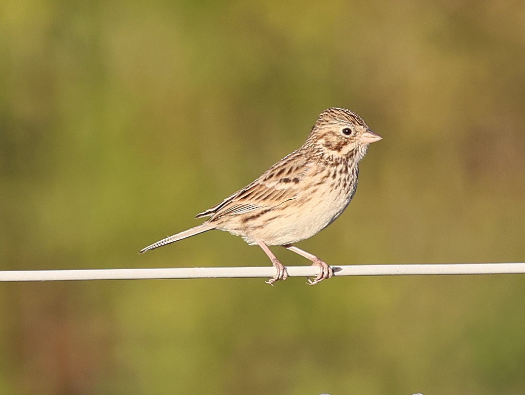 Vesper Sparrow - ML645265086