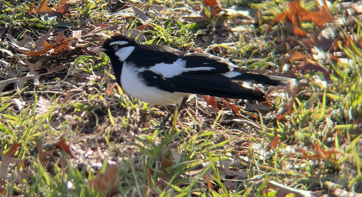 Magpie-lark - ML645265088