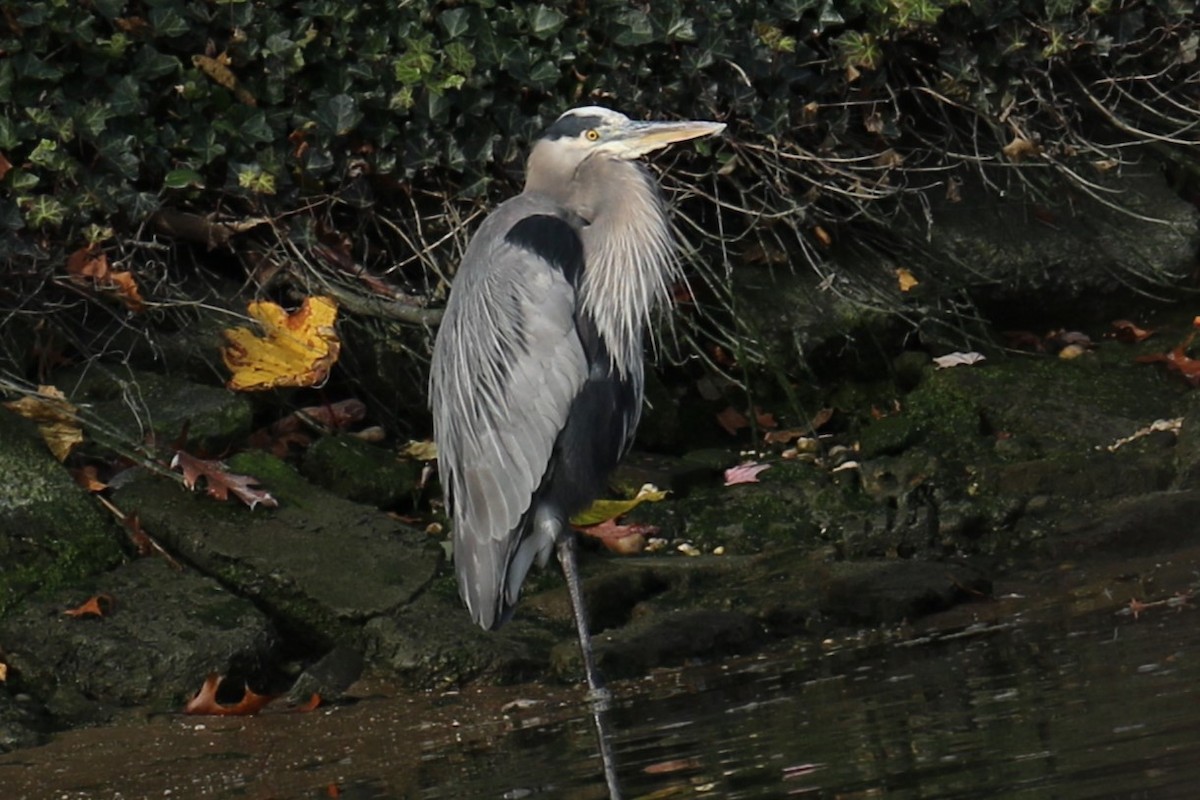 Great Blue Heron - ML645265090