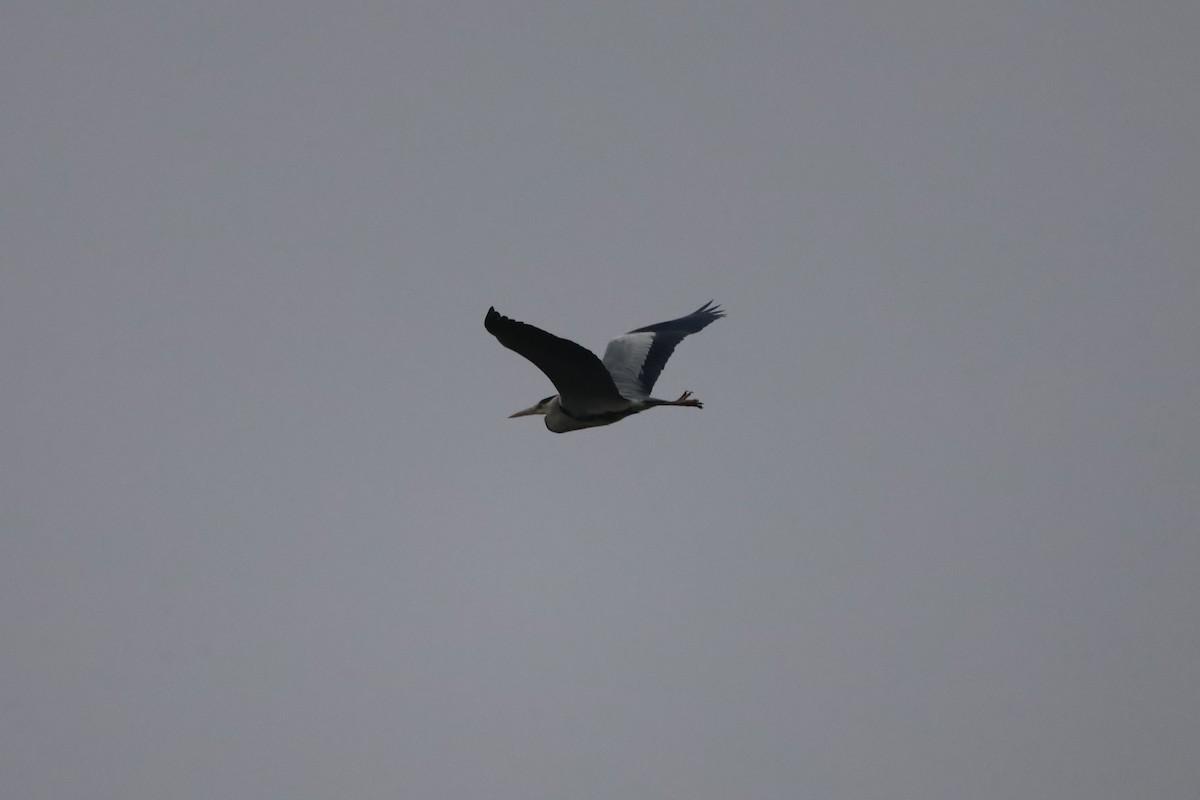 Gray Heron - ML645265091