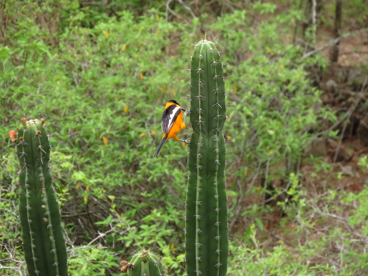 Venezuelan Troupial - ML645265092
