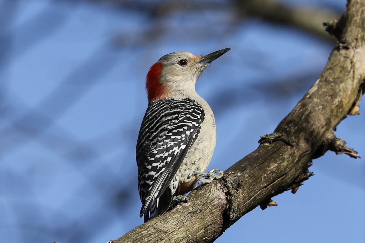 Red-bellied Woodpecker - ML645265099