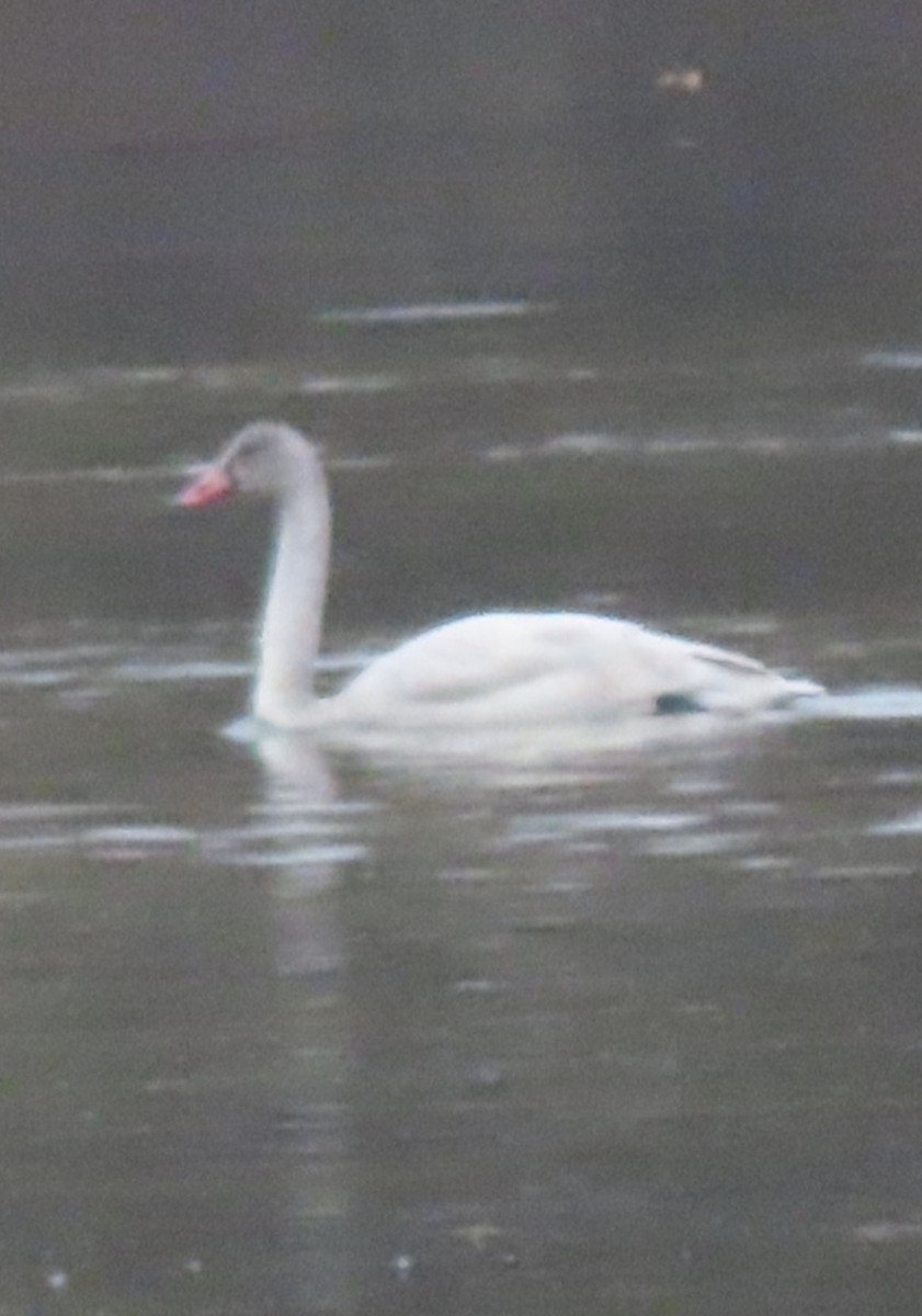Tundra Swan - ML645265101